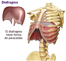 diafragma pilates
